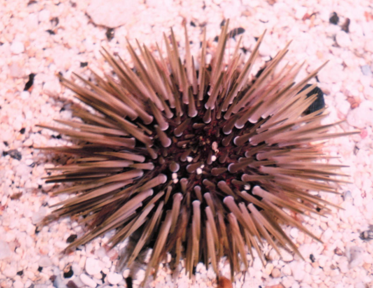 Echinometra mathaei